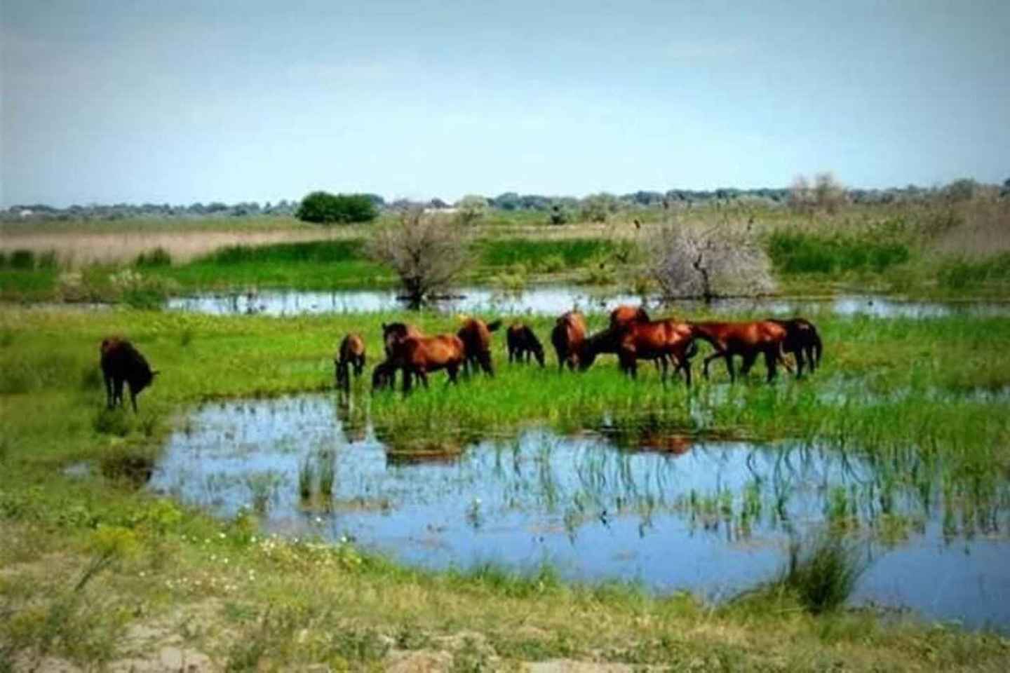 Sulina : Excursion d'un Jour à la Forêt de Letea