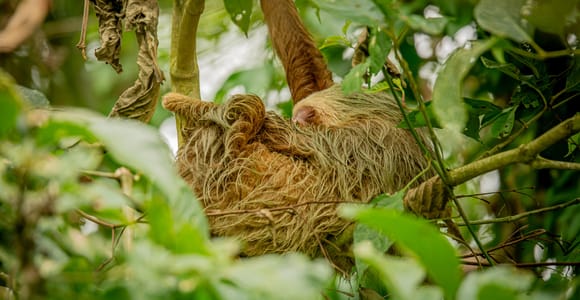 La Fortuna: Sloth, Dart Frogs & Wildlife Tour