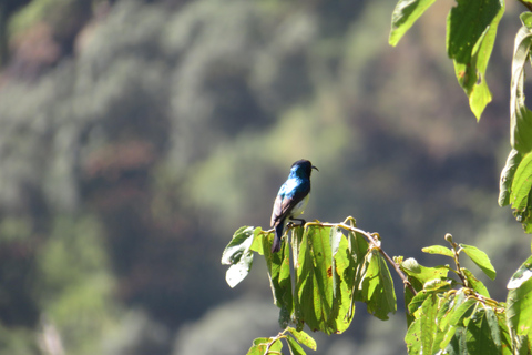 Addis Ababa: 8-Day Bale Mountains Birdwatching Tour