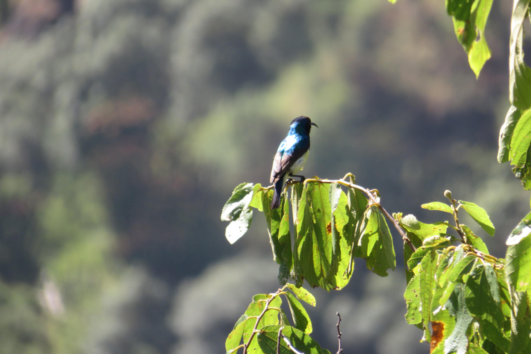 Addis Ababa: 8-Day Bale Mountains Birdwatching Tour