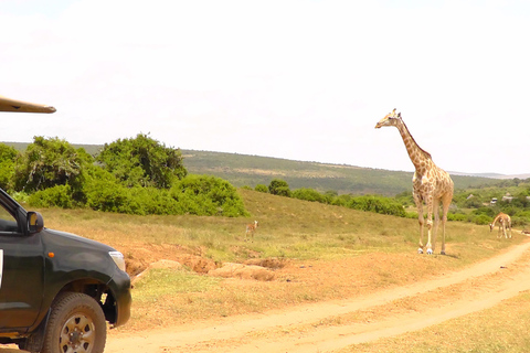 Schotia Safari – Big 5 Experience with High Lion Sightings