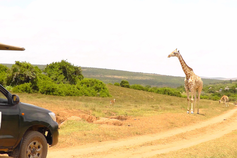Schotia Safari – Big 5 Experience with High Lion Sightings