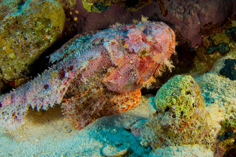 Try Scuba Diving from Boat in Budva - Budva Diving Center