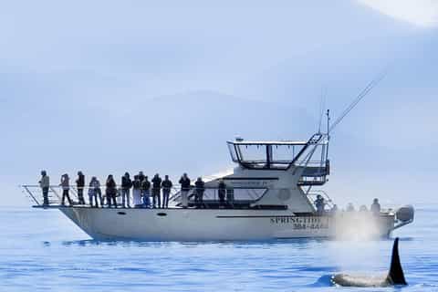 3-Hour Whale Watching Tour