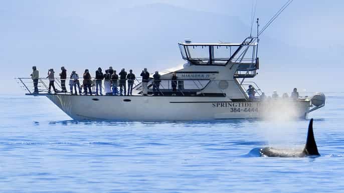 3hour whale watching tour