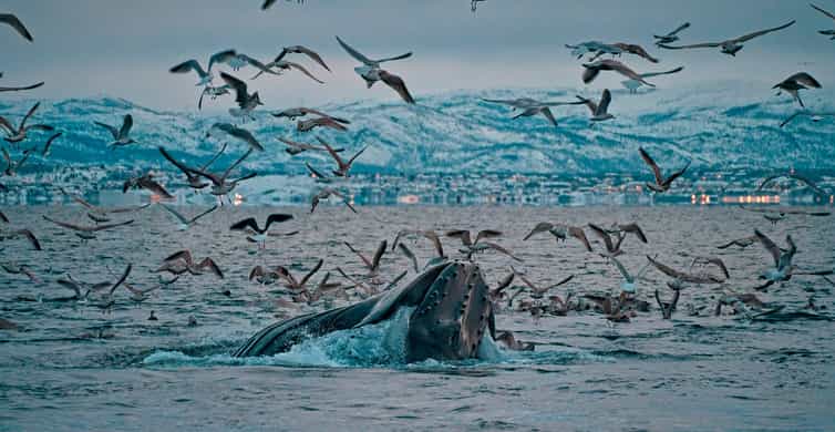 Croisière de 4 heures dans le fjord, avec baleines