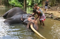 Von Kandy nach Pinnawala Tour Von Tuk Tuk Pinnawala Sri Lanka - Hizvo