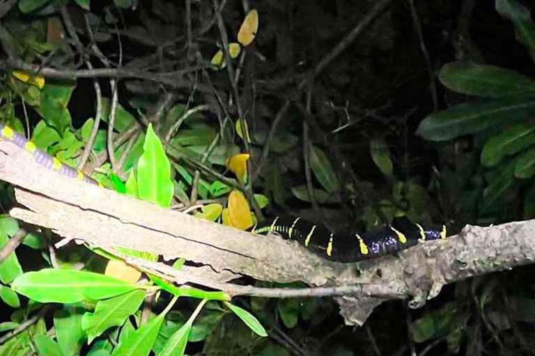 Khao Lak: Nattpaddling och djungelvandring i Lilla Amazonas