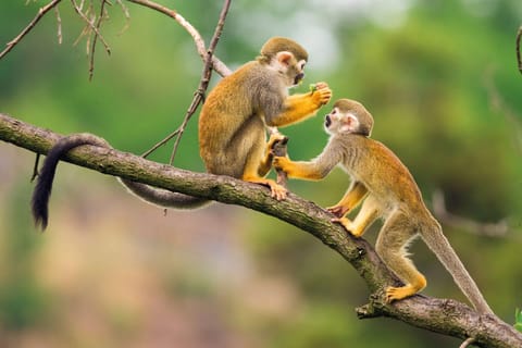 Avventura nella giungla di Iquitos: 4 giorni/3 notti da Lima