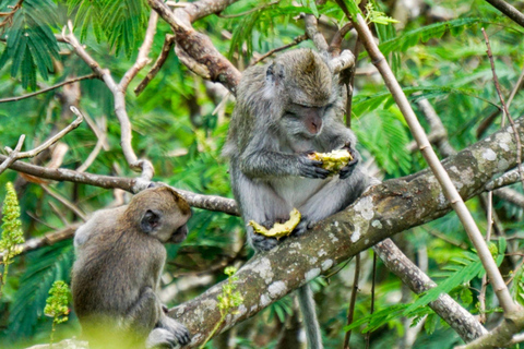 Krabi: Kajakavontuur door het mangrovebos van Ao Thalane