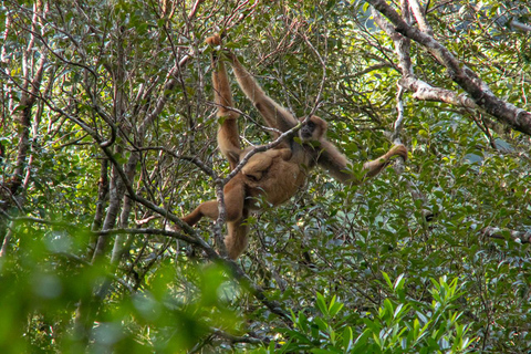 São Paulo - Day tour Southern Muriqui in Carlos Botelho Park