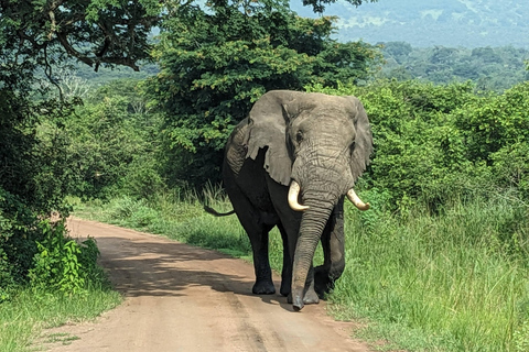 Kigali: Safari de dia inteiro no Parque Nacional de AkageraViagem de 1 dia ao parque nacional de Akagera