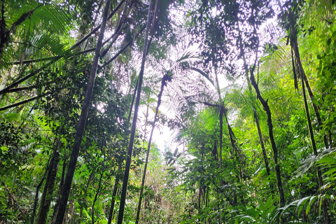 JUATINGA : Circuit de 4 jours FORÊT ATLANTIQUE et PLAGES - PARATY - RIO DE JANEIRO