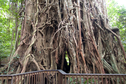 Cairns: Half-Day Premium 4WD Rainforest & Waterfall Tour Half Day Tour