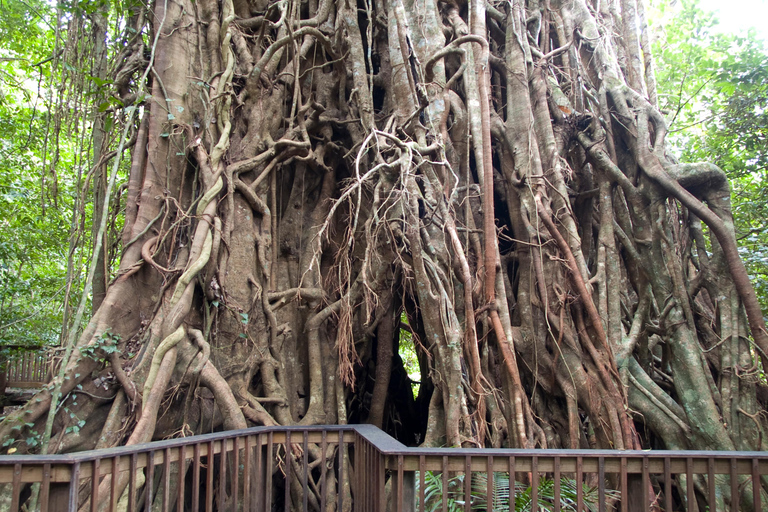 Cairns: Half-Day Premium 4WD Rainforest & Waterfall Tour Half Day Tour