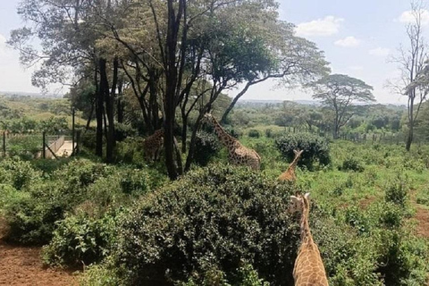 Nairobi: Elephant Orphanage & Giraffe Centre Tour Elephant Orphanage & Giraffe Centre Tour Without Entry Fee