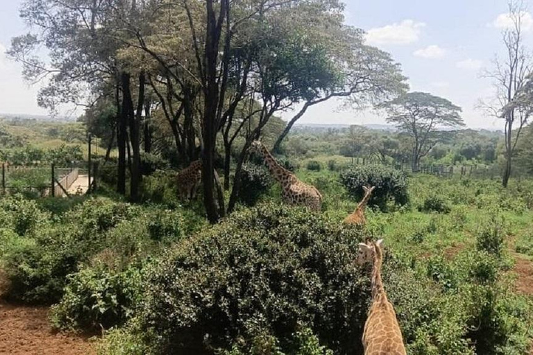 Nairobi: Elephant Orphanage & Giraffe Centre Tour Elephant Orphanage & Giraffe Centre Tour Without Entry Fee