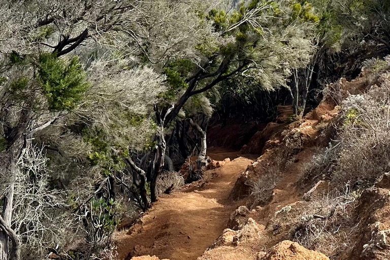 Tenerife: Anaga Hidden Gems Tour with Free Pickup Explore Anaga's hidden gem. Private tour.