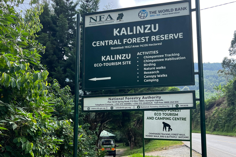 Excursion d&#039;une journée au lac Bunyonyi et dans la forêt de Kalinzu pour un trekking avec les chimpanzés