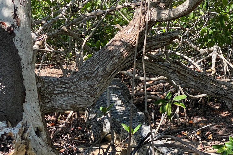 Natuurbelevenis Rio Lagartos en Las Coloradas.