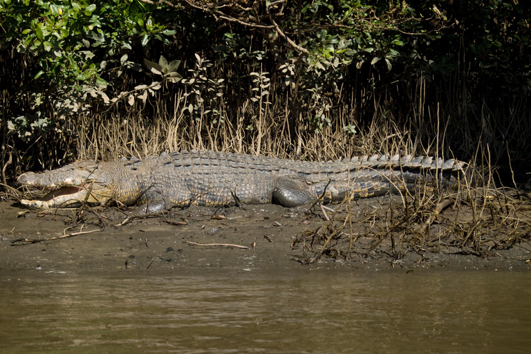 Cape Tribulation: Daintree, Mossman Gorge i Port Douglas...