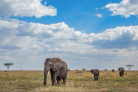 Safari di 2 giorni da Zanzibar al Tarangire e al cratere Ngorongoro
