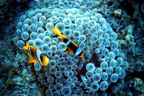 Hurghada: Beginner Diving Trip with Lunch, Transfer & Gear Boat Cruise with 2 Snorkeling Sites with Lunch & Transfer