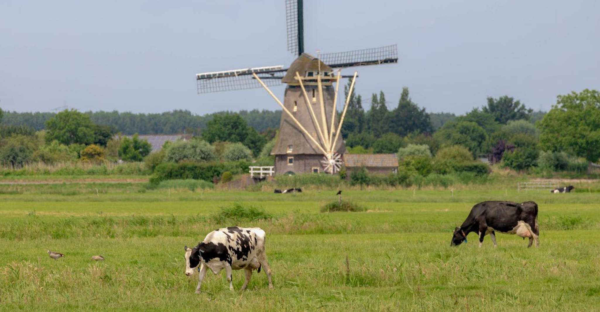 Amsterdam: Zaanse Schans, Cheese Tasting & Volendam Tour photo 13