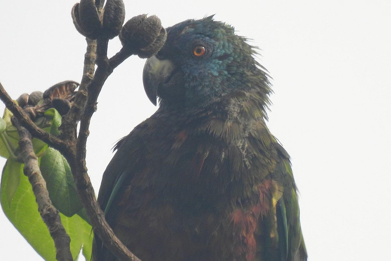 St. Lucia: Bird Watching and Nature Hike