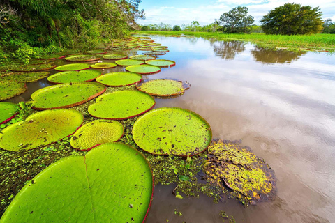 Manu Rainforest Escape - 3 dni dzikiej przyrody Amazonii