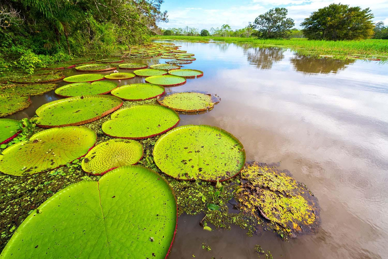 Manu Rainforest Escape - 3 dagar av Amazonas vilda djur