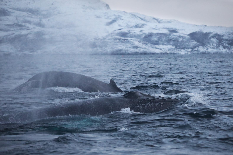 Tromsø: Observación de Orcas y Ballenas Excursión en barco climatizado confortableTromso: Excursión en barco climatizado confortable para avistar orcas y ballenas