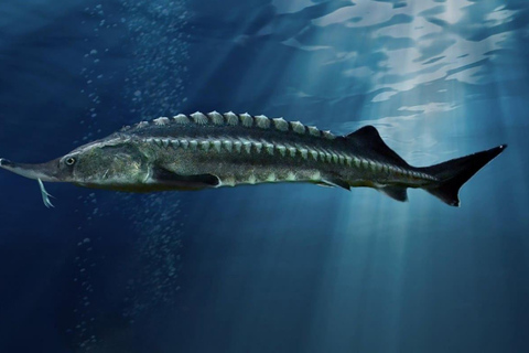 Transnistria Tour: Sturgeon, Black Caviar & Bender Fortress