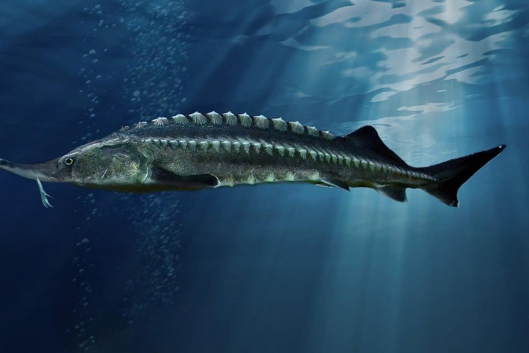 Transnistria Tour: Sturgeon, Black Caviar & Bender Fortress