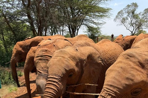 Parco nazionale di Nairobi, orfanotrofio degli elefanti e centro delle giraffeParco Nazionale di Nairobi, DSWT e Centro delle Giraffe senza ingresso