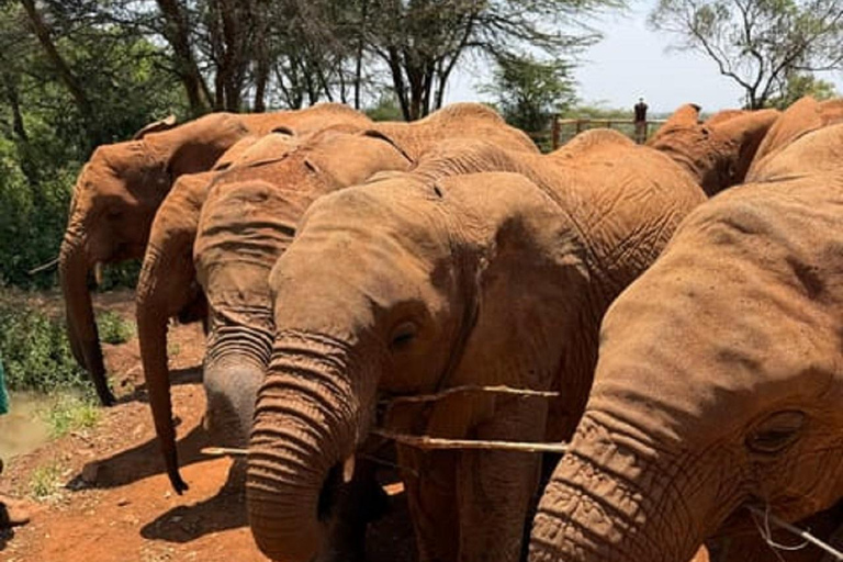 Parco nazionale di Nairobi, orfanotrofio degli elefanti e centro delle giraffeParco Nazionale di Nairobi, DSWT e Centro delle Giraffe senza ingresso