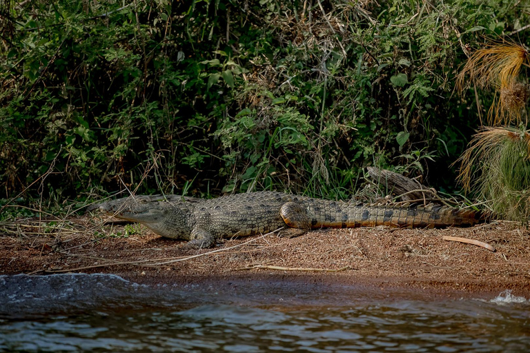 1 Day Mabamba Boat cruise and Entebbe Zoo Visit