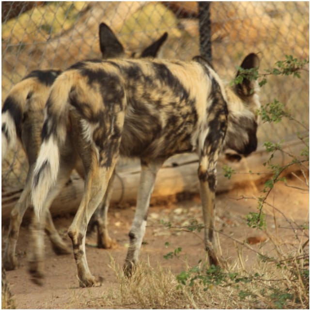 Mbombela, Blyde River Canyon & Moholoholo Wildlife Centre - Hizvo
