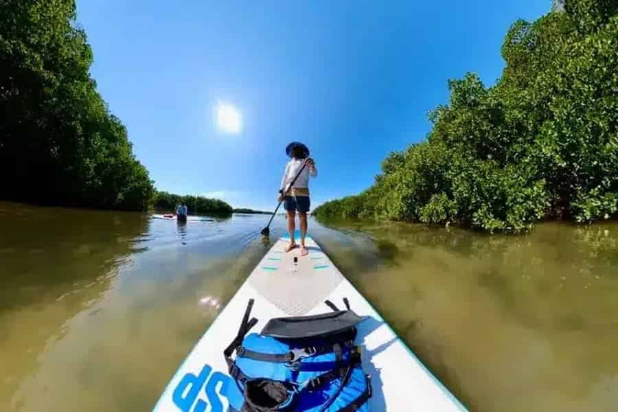 Bradenton: Ökologische Kajak- oder Stehpaddel-Tour durch die Mangroven. Foto: GetYourGuide Bradenton: Ökologische Kajak- oder Stehpaddel-Tour durch die Mangroven. Foto: GetYourGuide
