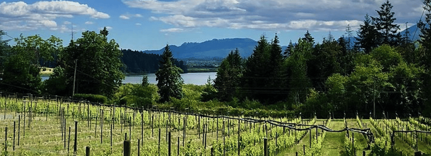 Tournée des vins de qualité supérieure de la vallée de Cowichan