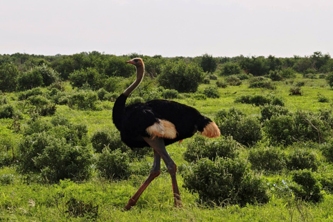 2-Day Tsavo East & Salt Lick Safari–Red Elephants & Treetop