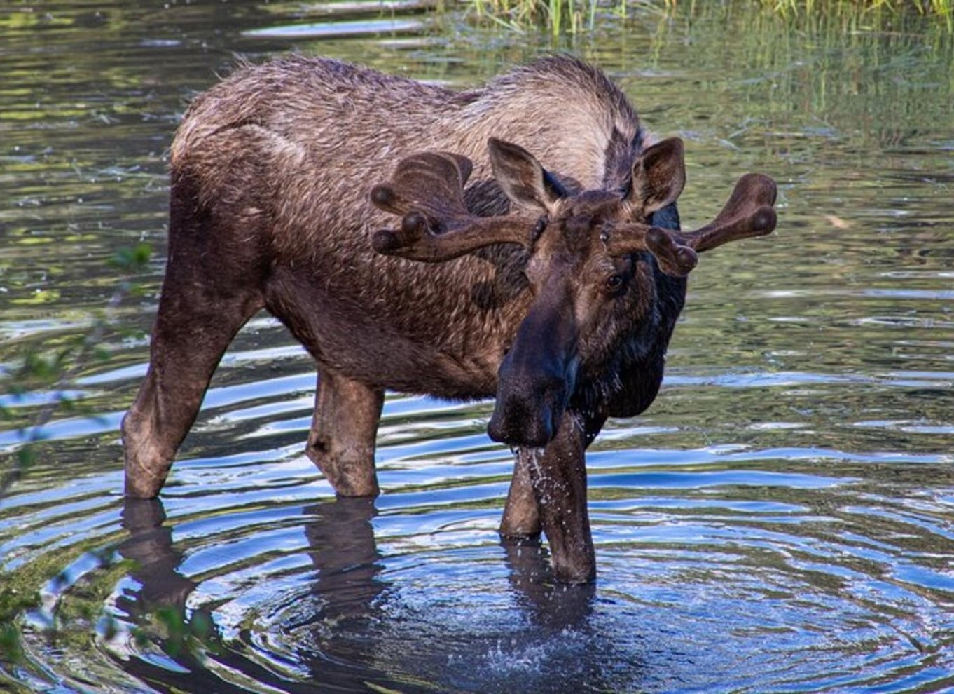 Glacier View & Wildlife Anchorage Eventyrtur