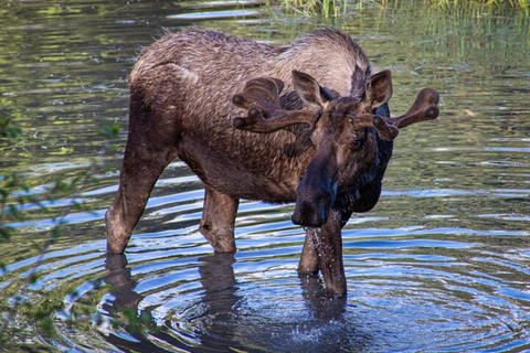 Glacier View & Wildlife Anchorage Adventure Tour