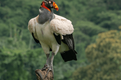 From Cusco: 3-Day Manu National Park Tour