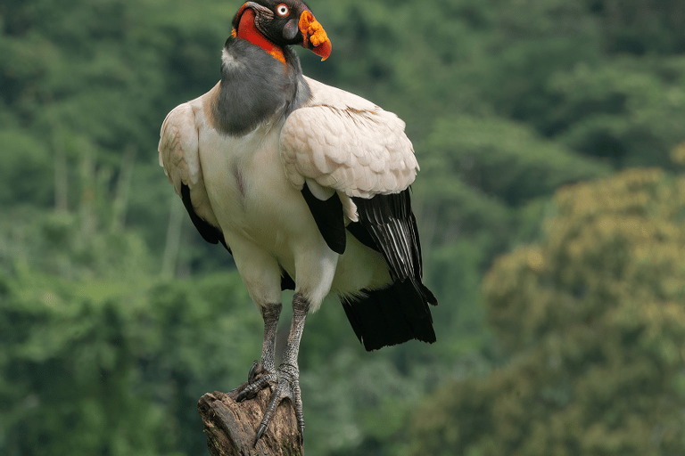 From Cusco: 3-Day Manu National Park Tour