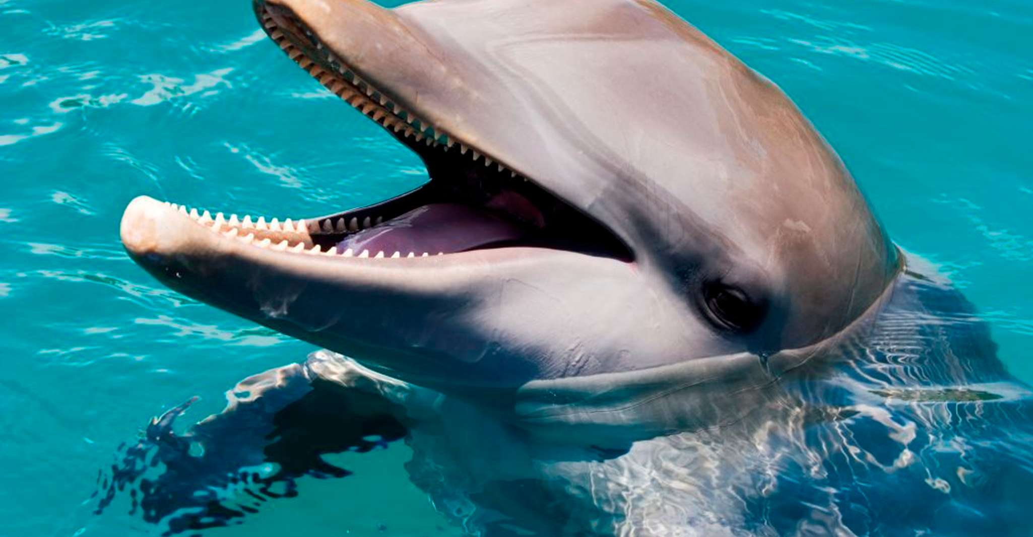 Puerto Plata, Ocean World Adventure Park Day Pass - Hizvo