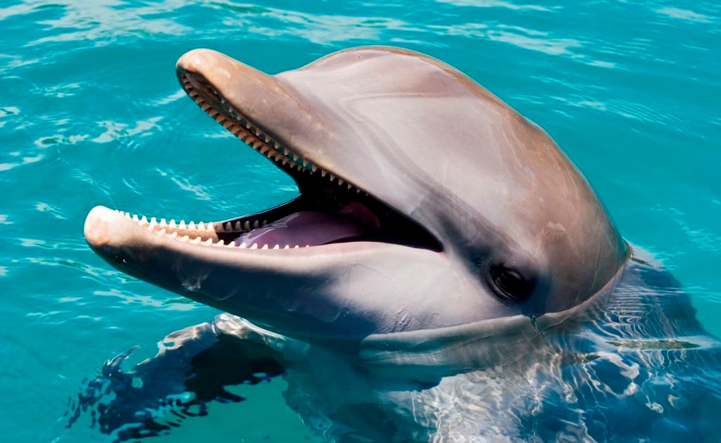 Puerto Plata Ocean World Adventure Park Tagespass GetYourGuide