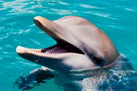 Puerto Plata, Ocean World Adventure Park Day Pass yakınlarında yapılacak şeyler - Hizvo