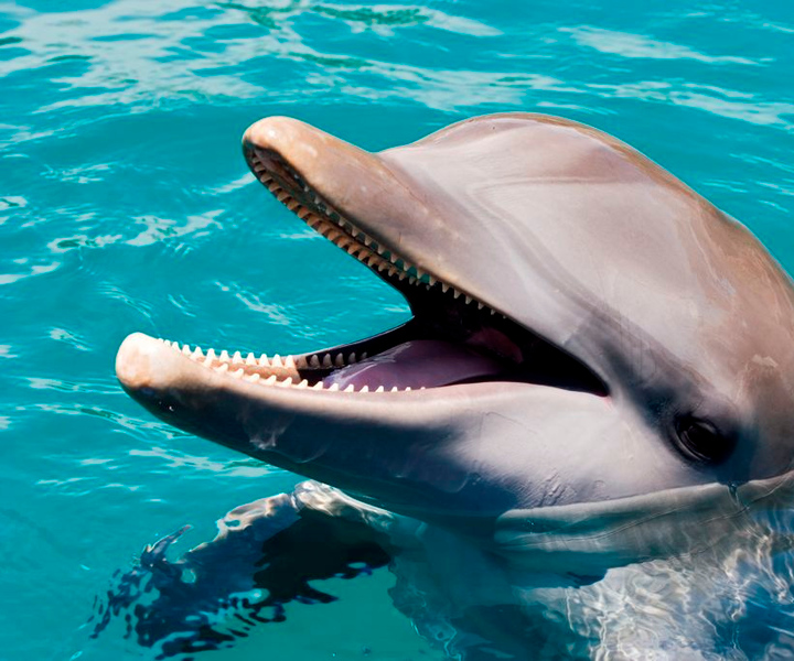 Puerto Plata: Ocean World Adventure Park Day Pass