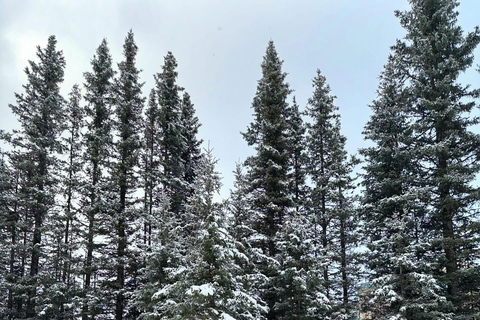 Tour privato Banff Explorer al Moraine Lake e al Lake LouiseTour privato Banff Explorer™ con Moraine Lake e Lake Louise